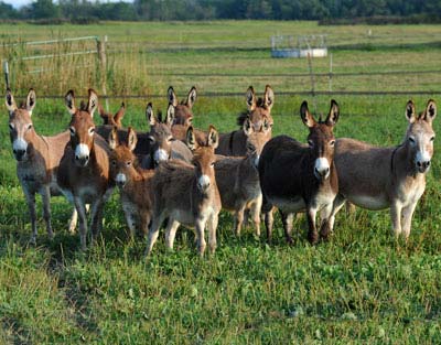 October 2021 donkey calendar photos
