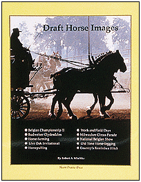 Draft Horse Images