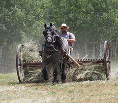 Idaho Horse Drawn Hay Day