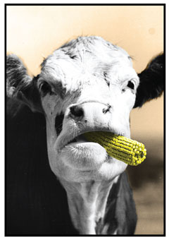 JC Allen Notecard - Corn Cob Cow