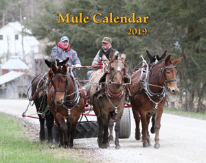 2019 Mule Wall Calendar (SHIPPED TO USA ADDRESS)