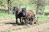 Karbaumer Horse Farming