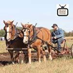 Northern Minnesota Draft Horse and Mule Association Field Day 2018
