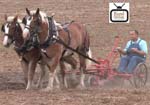 Spot Rouse Plow Day