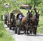 American Mule & Bluegrass Festival, Heritage Wheat and Draft Horse Mow Day