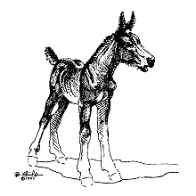Mule Foal Notepad (I)