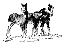 Three Foals Notepad (L)