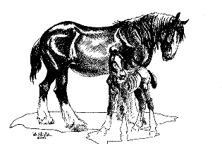 Clydesdale Mare and Foal Standing Notepad (M)